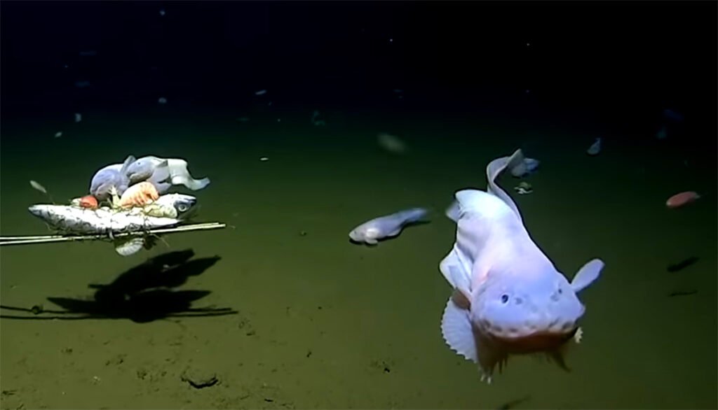 peixe fundo do mar