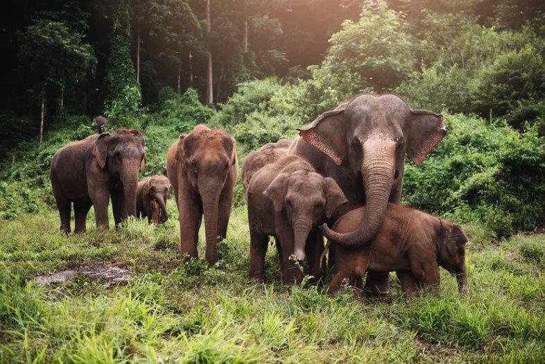 Elefantes perderam quase dois terços de seu habitat na Ásia