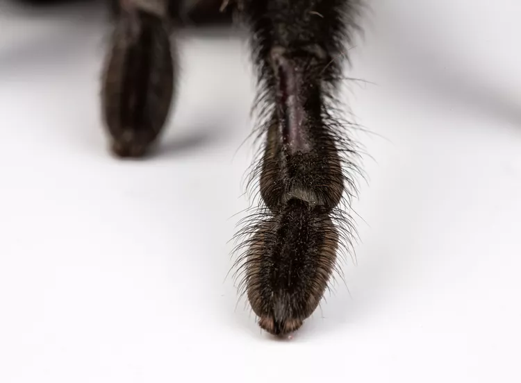 O estranho e adorável mistério dos pés peludos da aranha