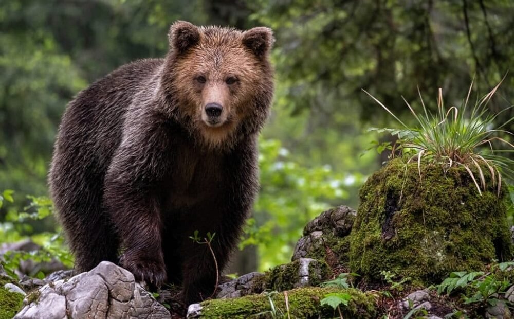“Ursos-fantasmas” serão recuperados pelo governo americano