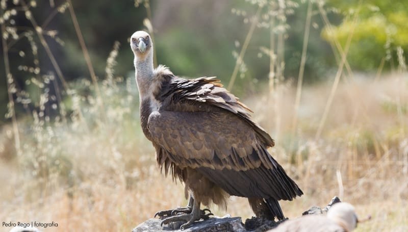 5 mitos sobre os abutres