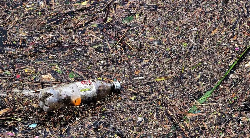 Acumulo de Lixo do Pacífico já tem o seu próprio ecossistema