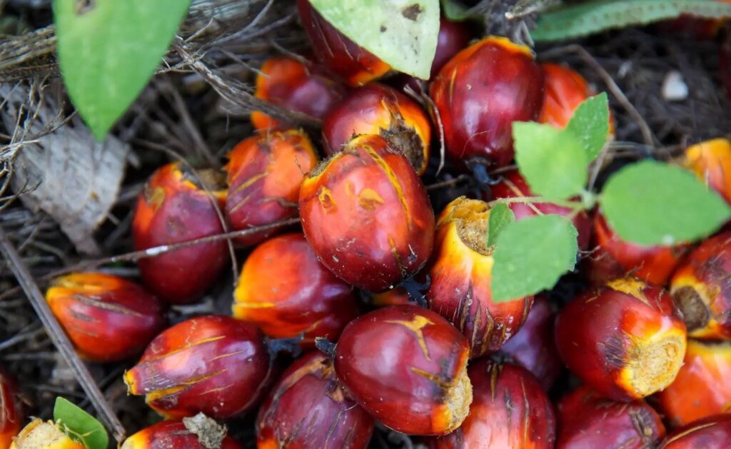 Alemanha deixa de usar óleo de palma para produzir biocombustíveis