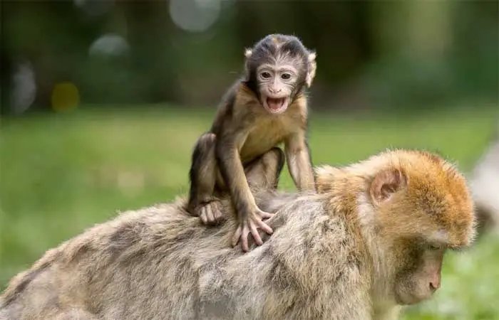 Comércio ilegal de macacos africanos é crescente ameaça para espécies em extinção