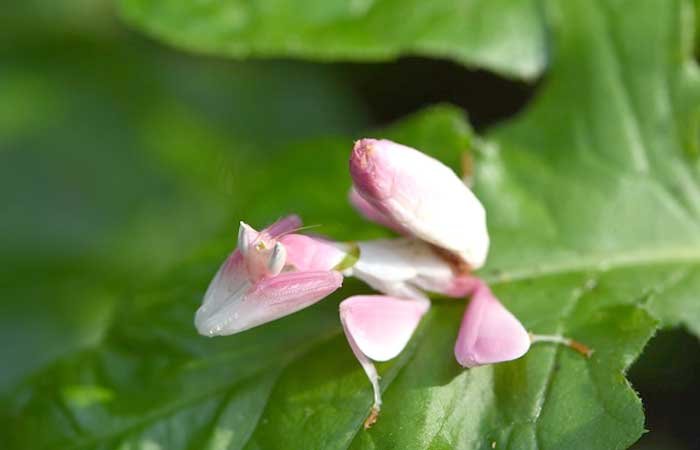 Louva-a-deus que imita orquídeas usa patas em forma de pétala para planar