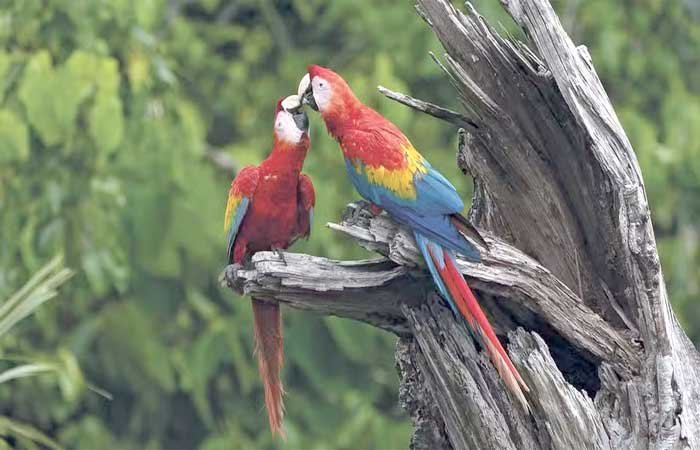 Quebra-cabeças incompleto: espécies de fauna e flora são distribuídas de modo desigual no Brasil